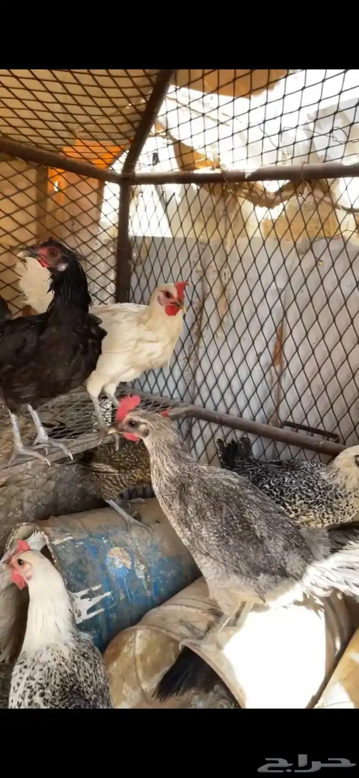 لبيع 15 دجاج فيه ديكين الصحه شرط 5