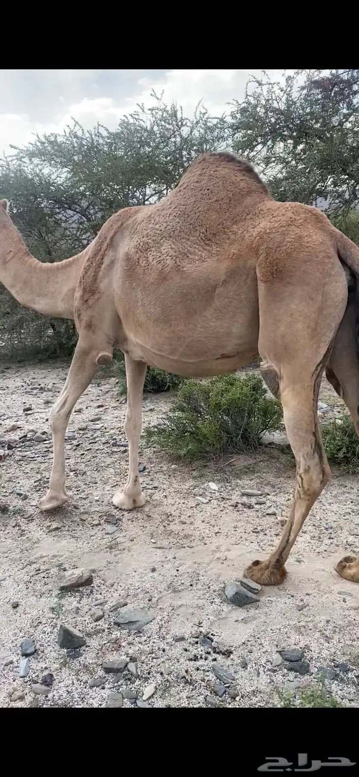 ناقه حمرا لقحه كفو 2