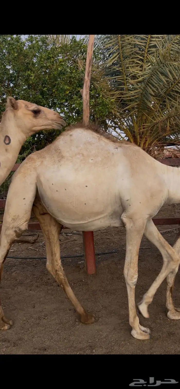 حشوان جمال قعدان 1