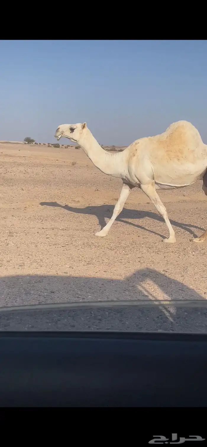 ضروبة للبيع 2