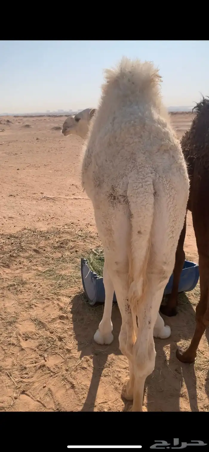 قعود ست شهور الخرج 2