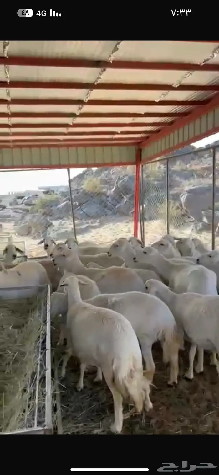 ظان دفع العدد مفتوح 0