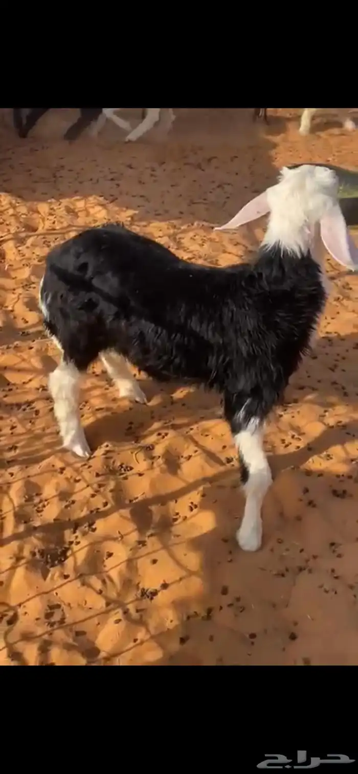 خروف 0