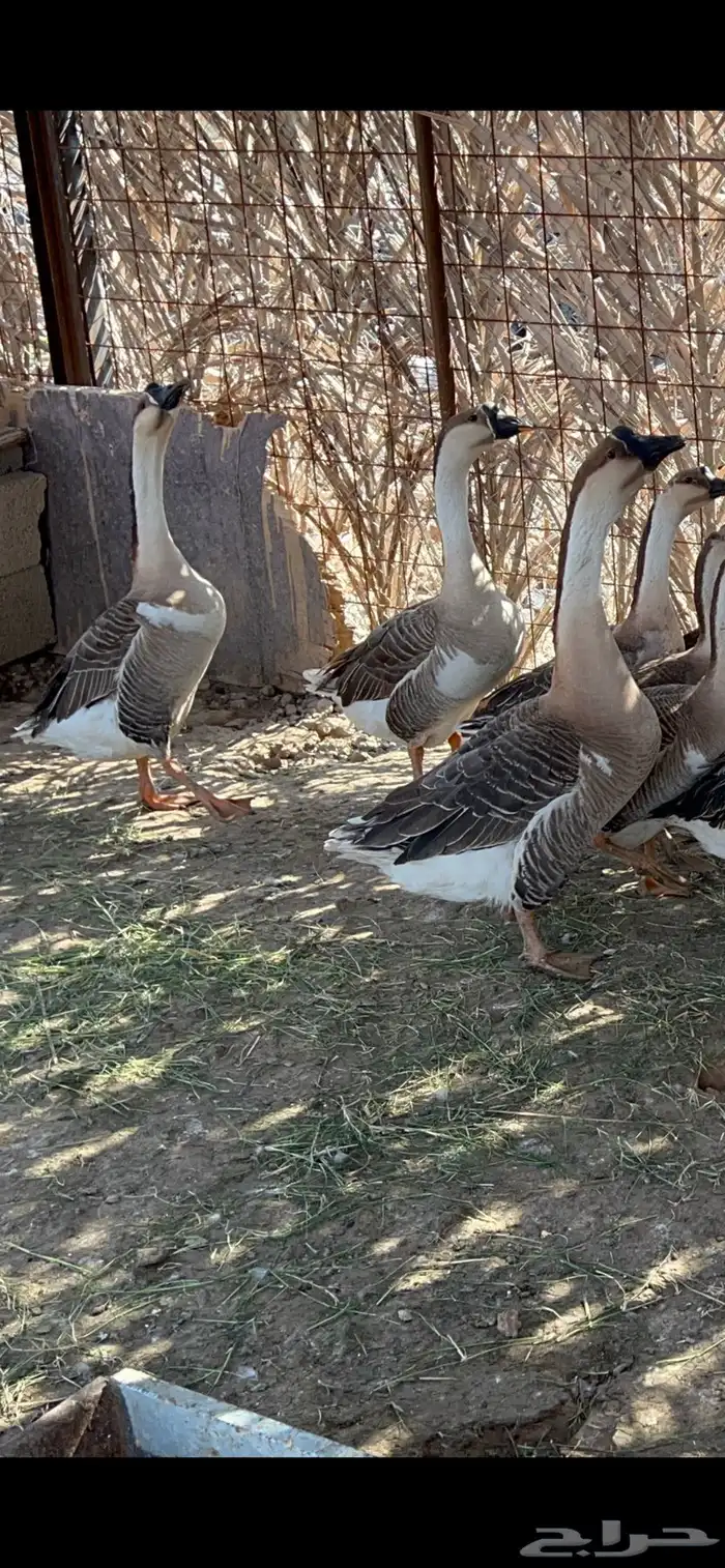 للبيع ذكور وز عراقي اصل 1
