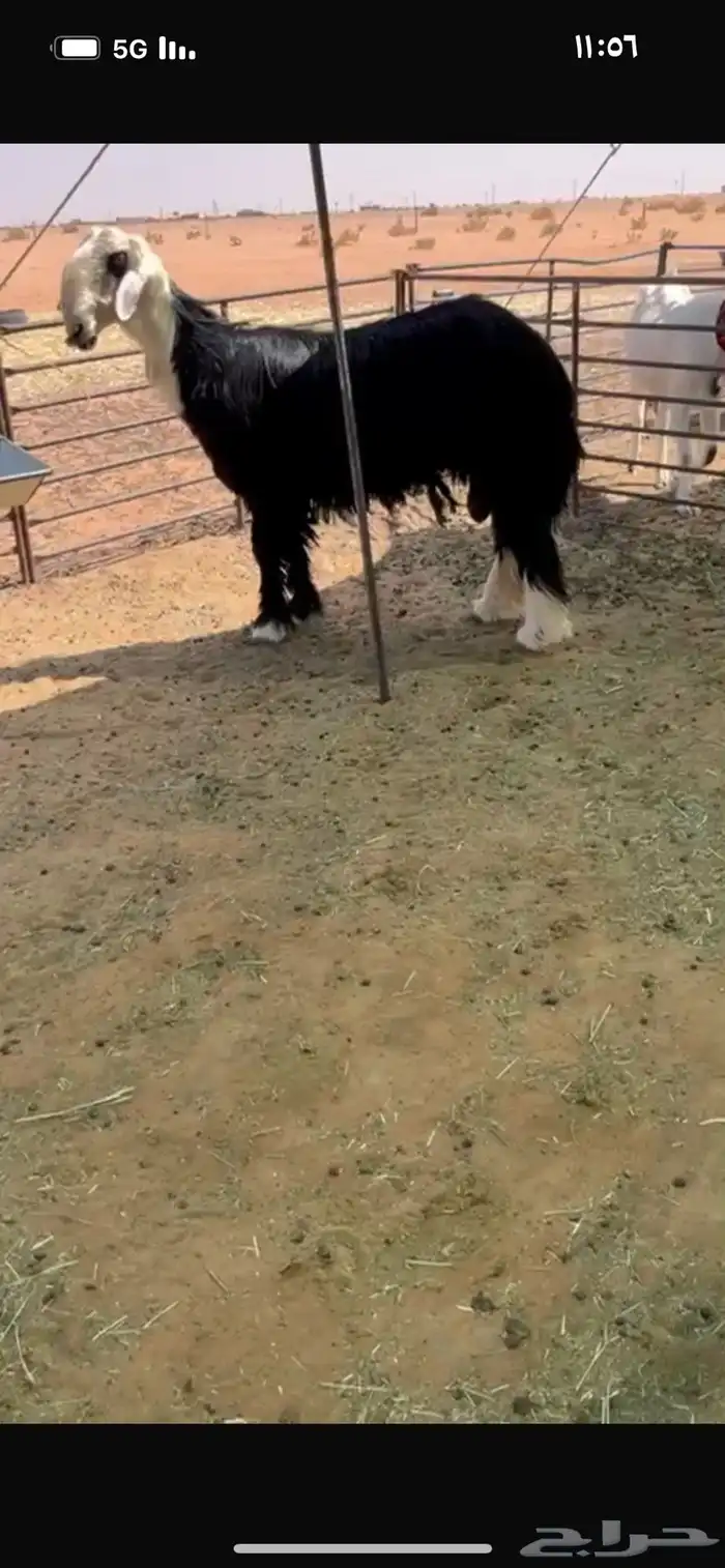 خروف نجدي مشروط النسف 0