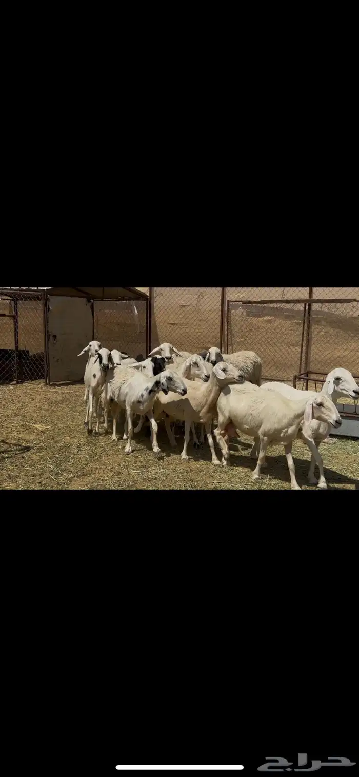 ضان دفيع حشيد 3