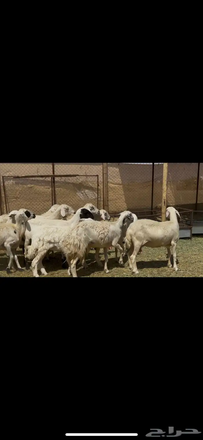 ضان دفيع حشيد 4