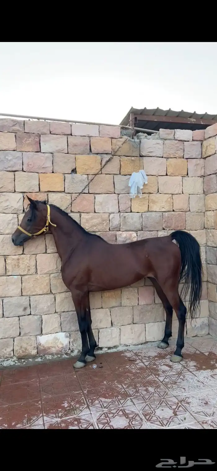 حصان 0