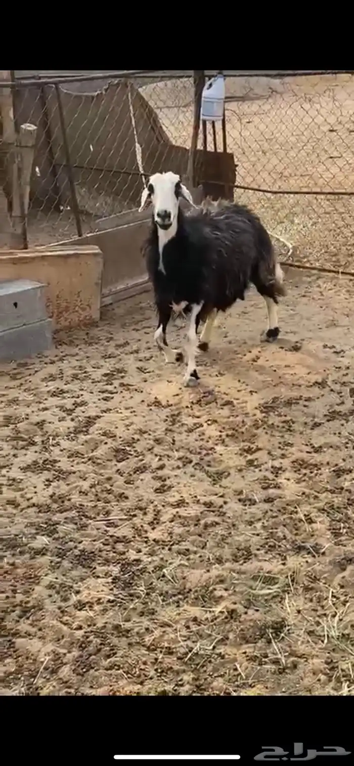 نعجه سمين تصلح حميسه من يبغى لها مقطع يجي خاص 2