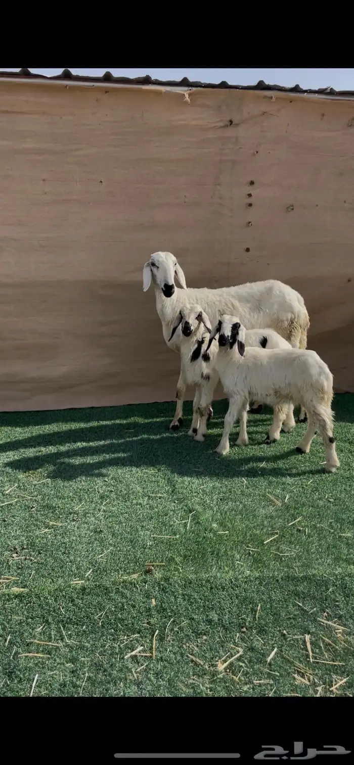 شاه ساكنيه ثنيه متاوم 2