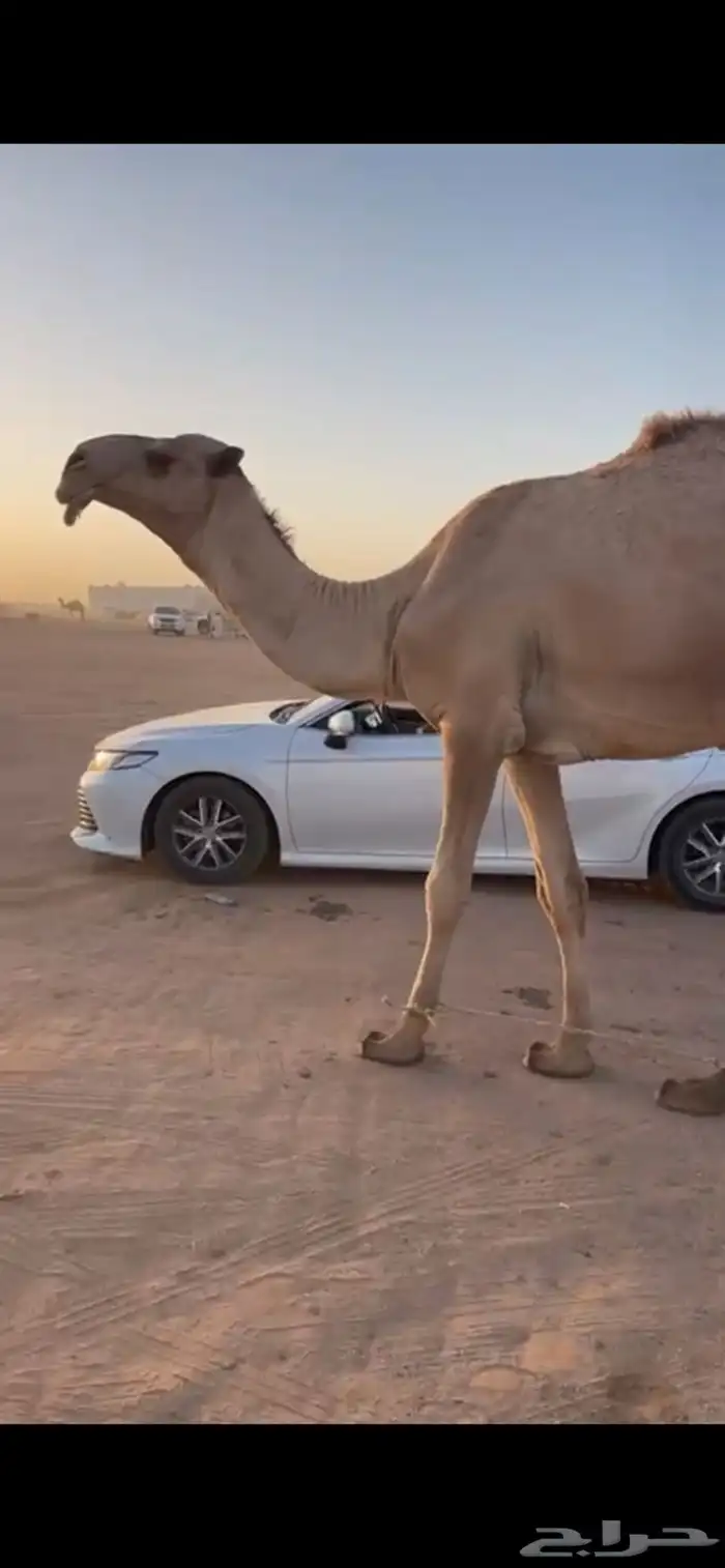 قعود جذع أشعل باتلي ابوه حاكم بن قريع الاصفر 1