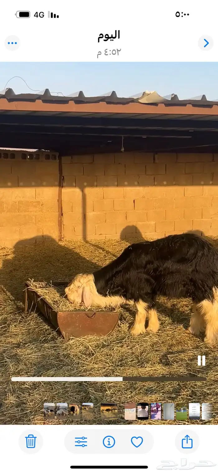 طليان للبيع 8