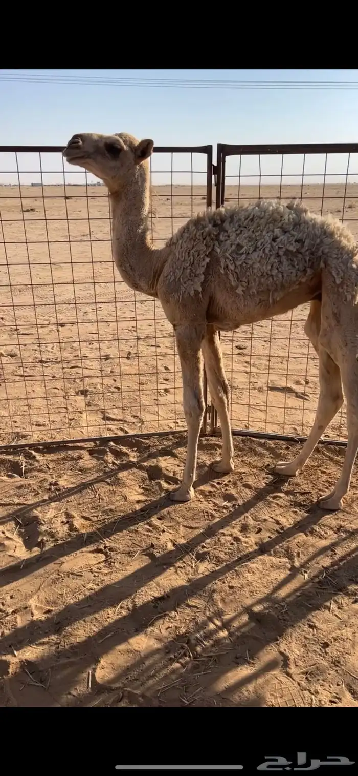قعود 0