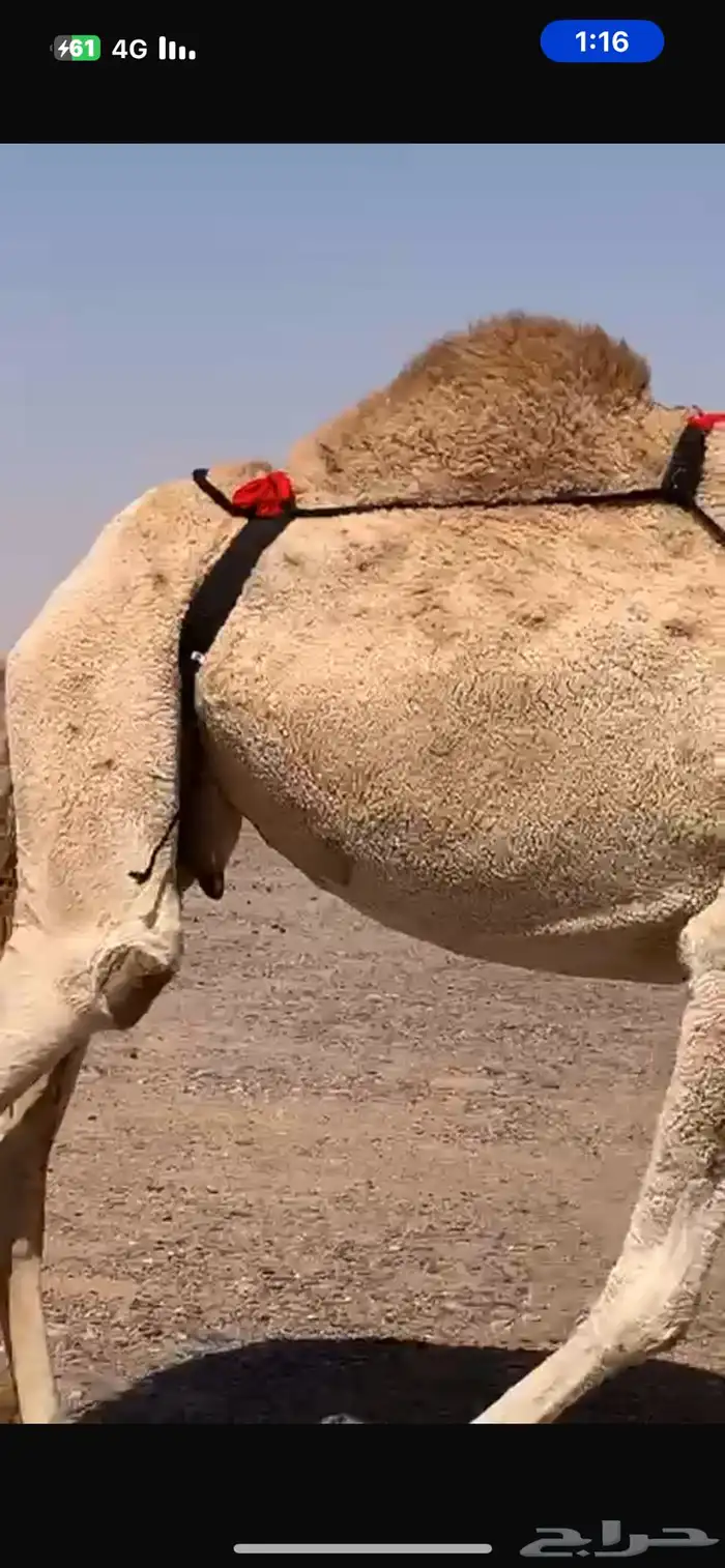 عشراء كفو منتج 6