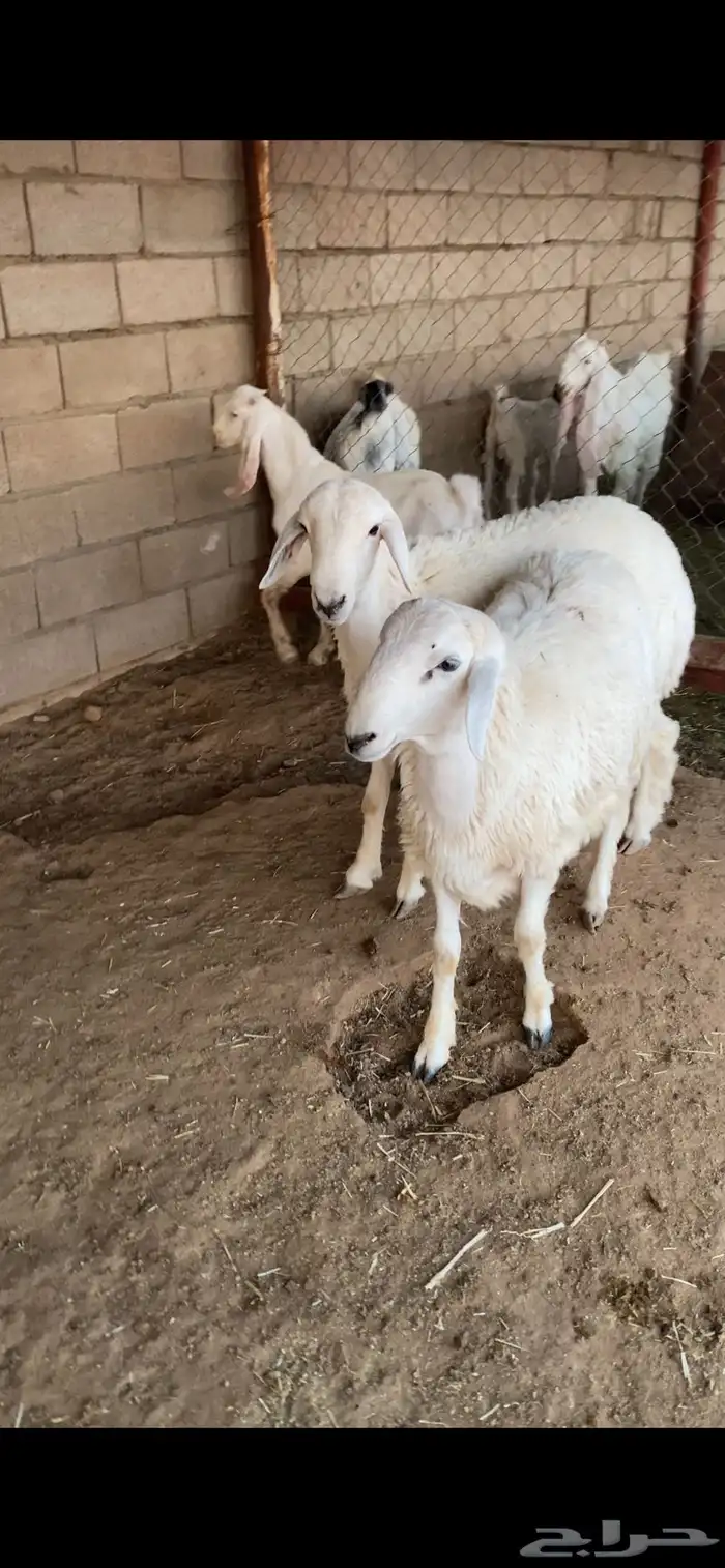 خرفان طيبه 2