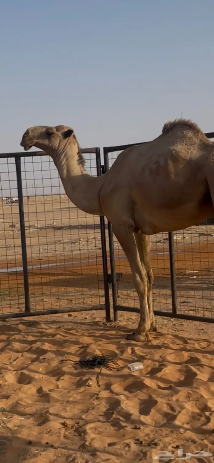 قعود جذع أشعل باتلي ابوه حاكم بن قريع الاصفر 2
