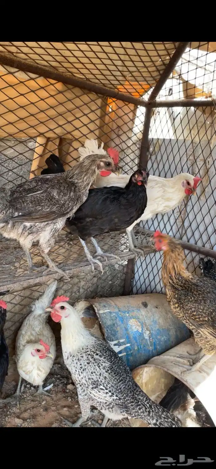 لبيع 15 دجاج فيه ديكين الصحه شرط 0
