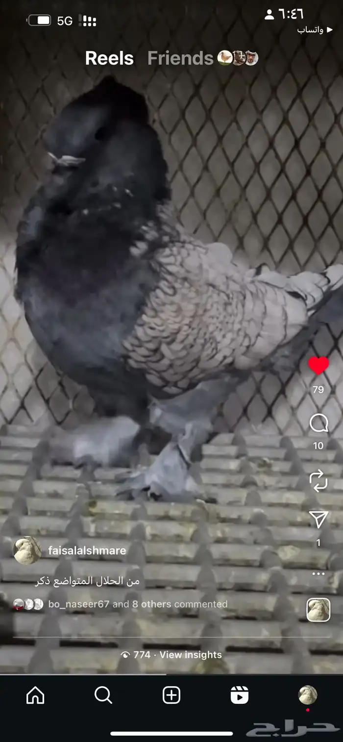 حمام زينه 0