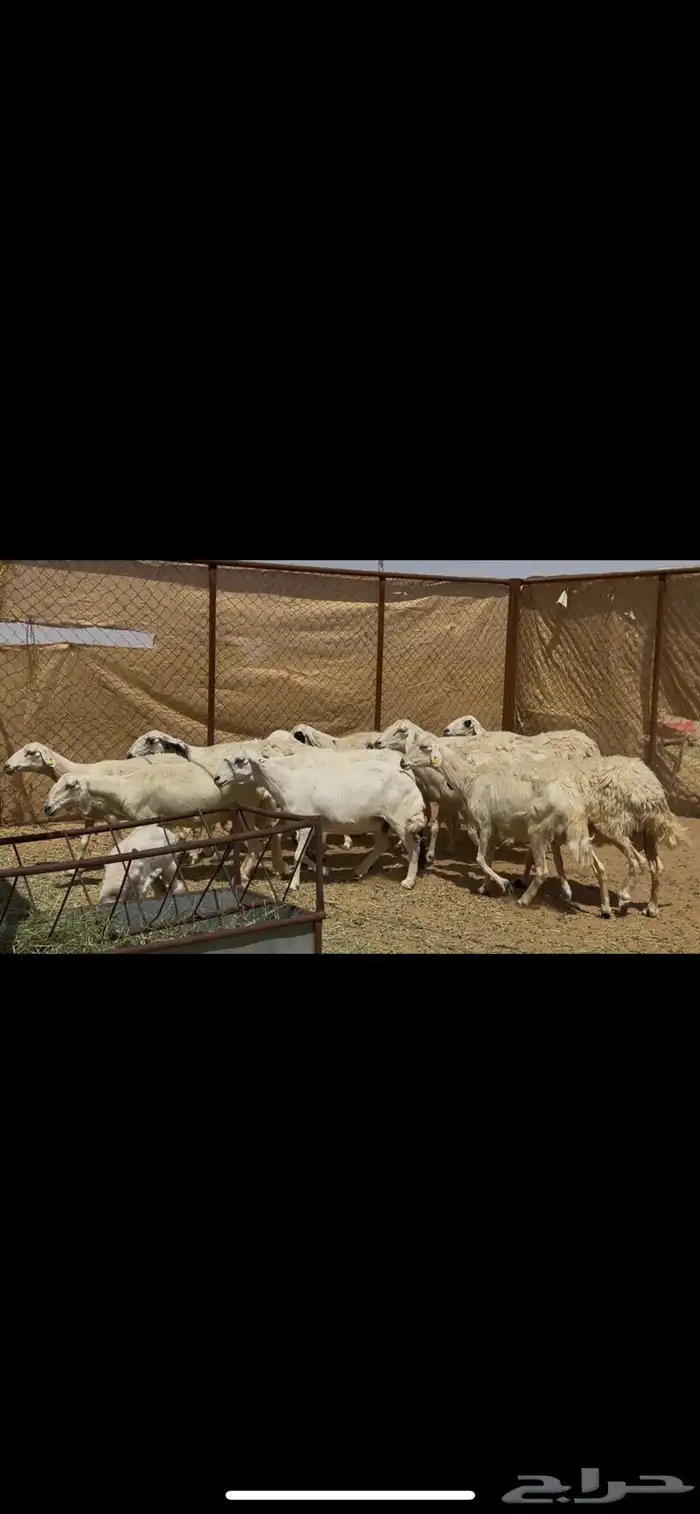 ضان دفيع حشيد 2