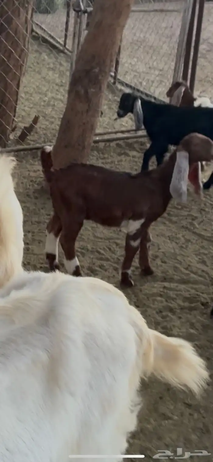 للبيع أربع من الماعز المطور 4