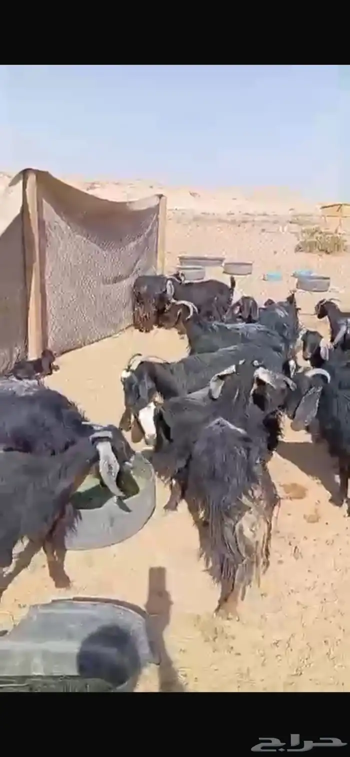 معزا للبيع 5