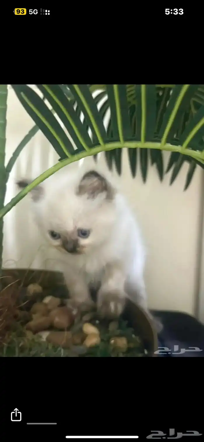 قطط هملايا بيور 1