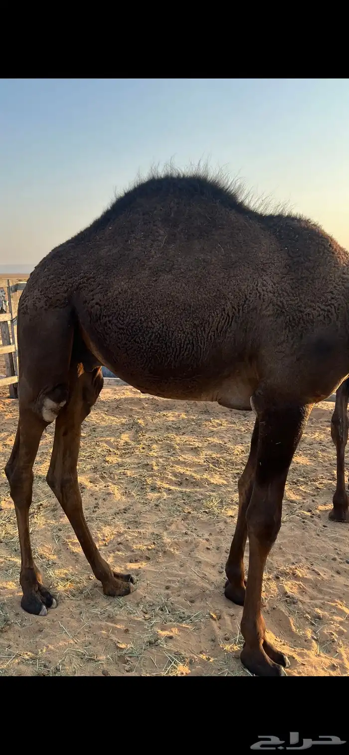 قعود مغلق شحم نظيف 0
