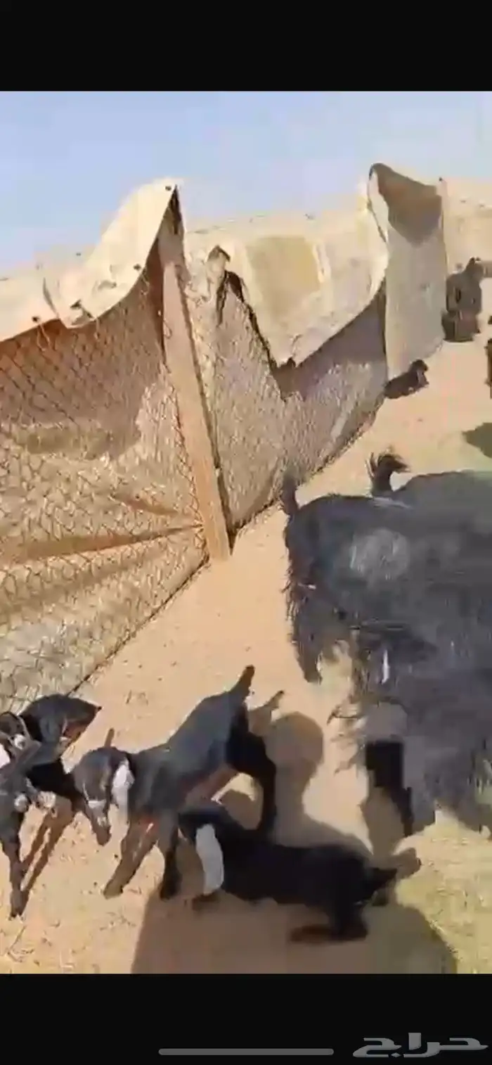 معزا للبيع 4