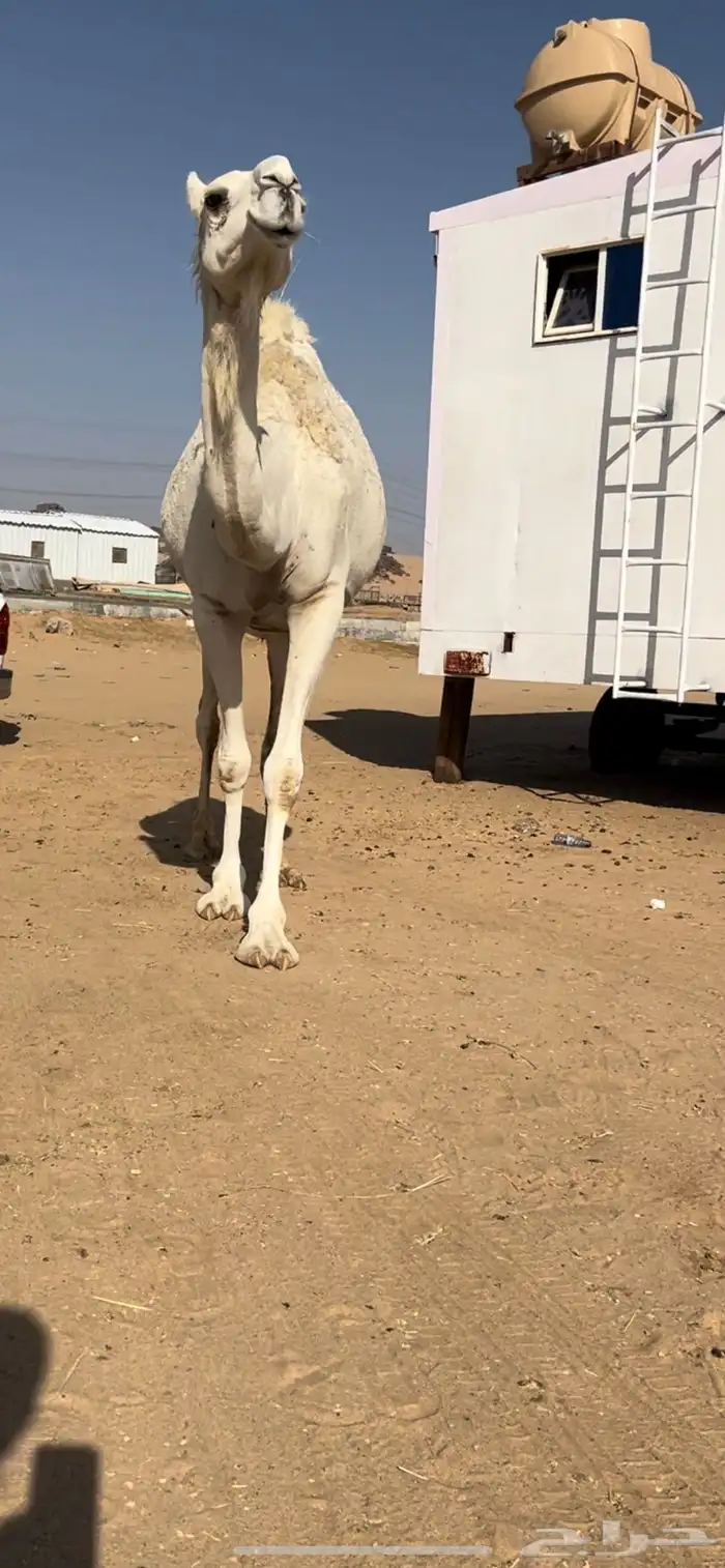 لقحه ثنو كفو 1