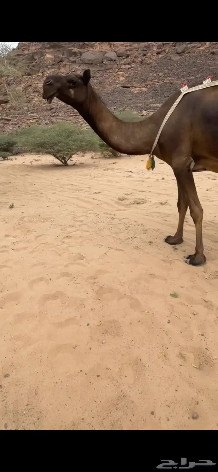 خلفه ثنو طيبه جدا 0