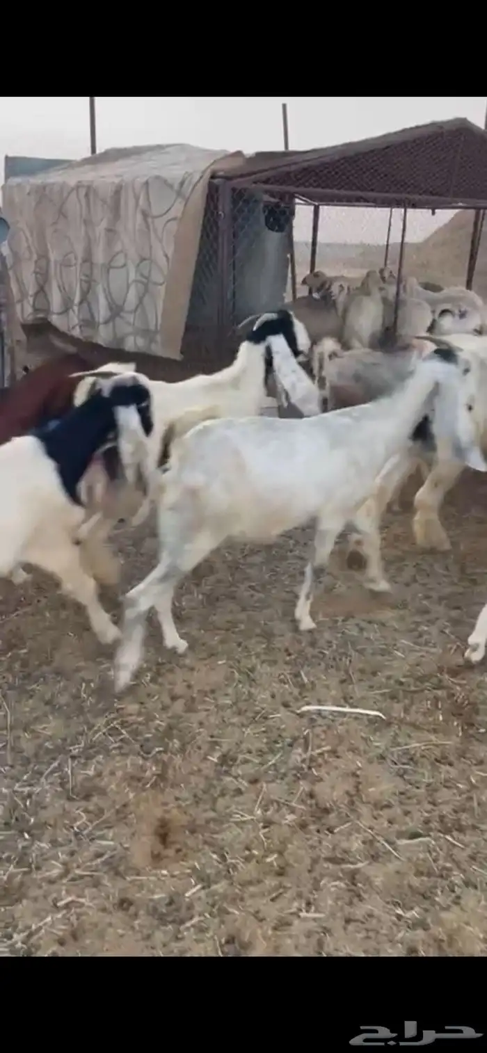للبيع معزا دفيع 0