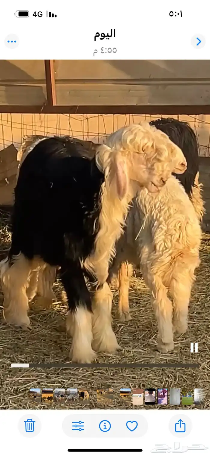 طليان للبيع 2