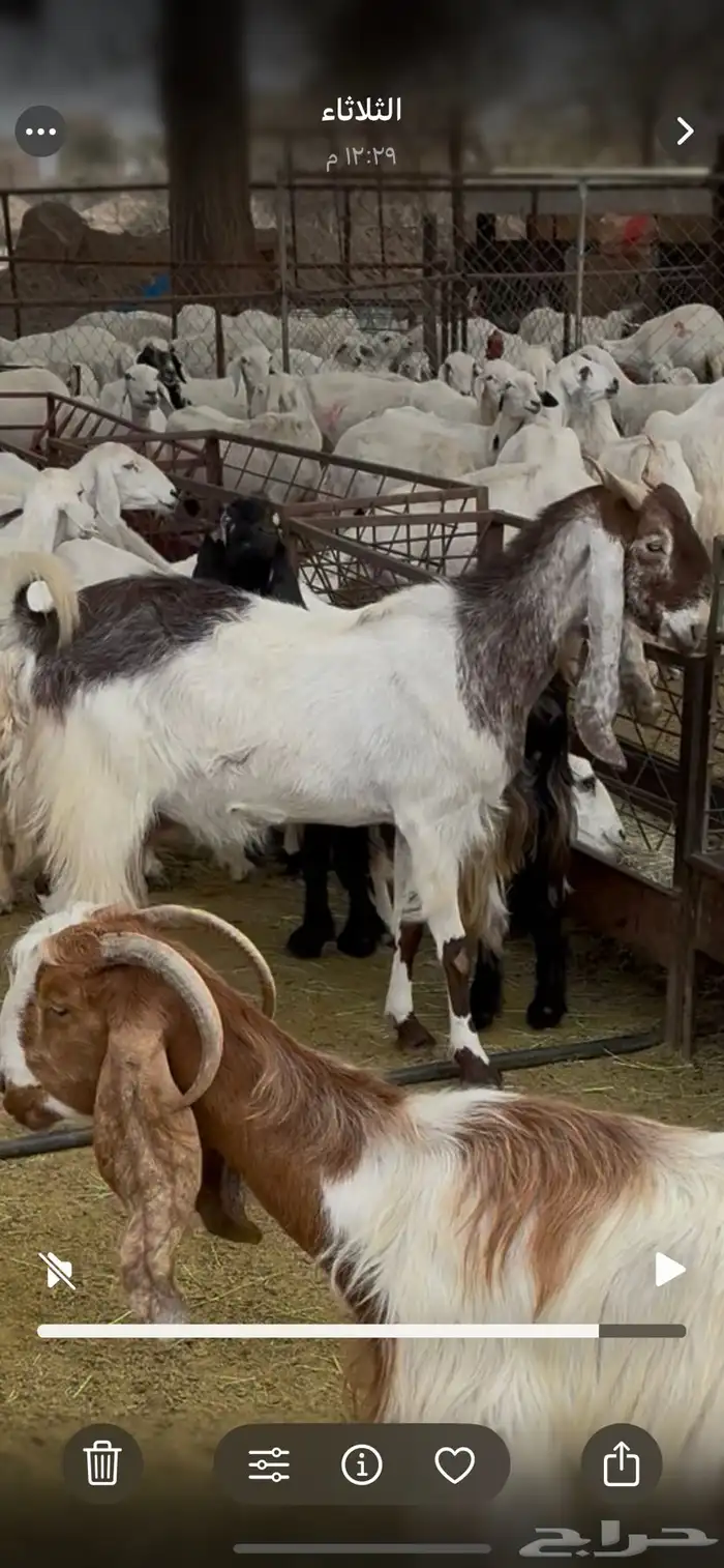 للبيع أربع من الماعز المطور 3