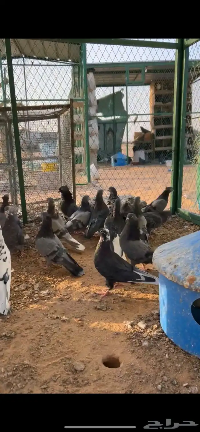 الخرج 0