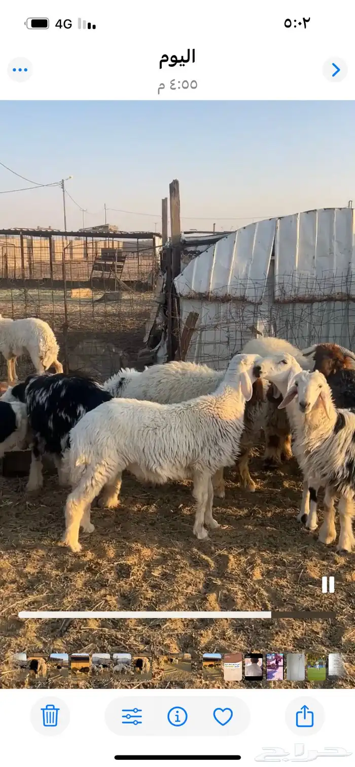 طليان للبيع 4