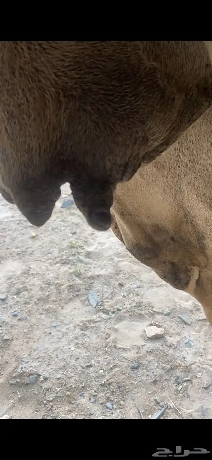 ناقه حمرا لقحه كفو 6