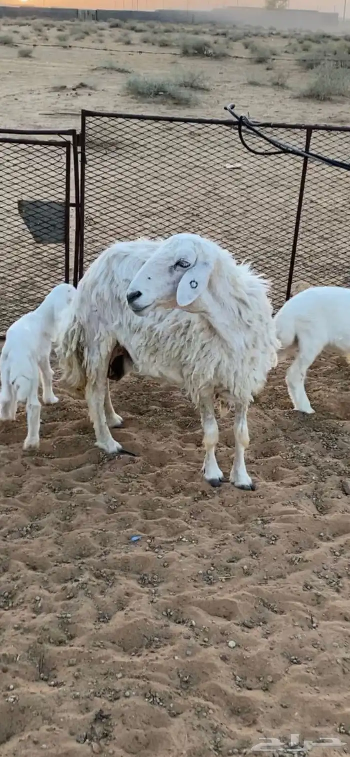 شاه حريه للبيع 0