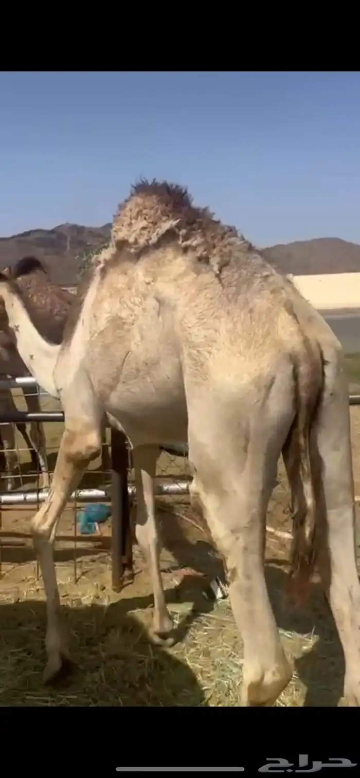 قعدان للبيع 3