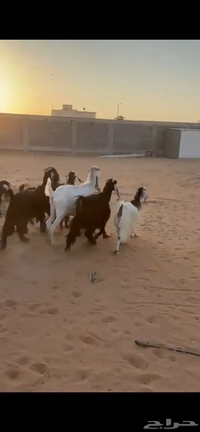 للبيع معزا دفيع ومعزا كفوو مراح 0