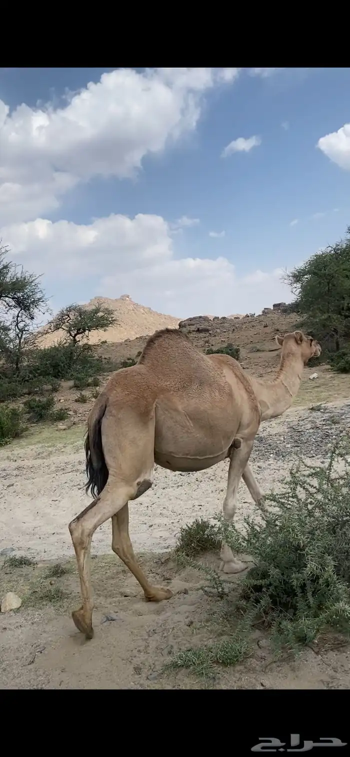 ناقه حمرا لقحه كفو 0