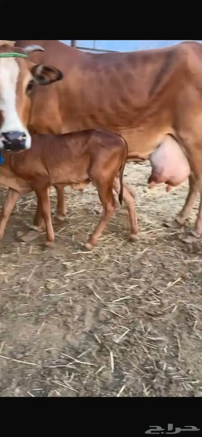 بقره كفو حليب كل شي كفو 3