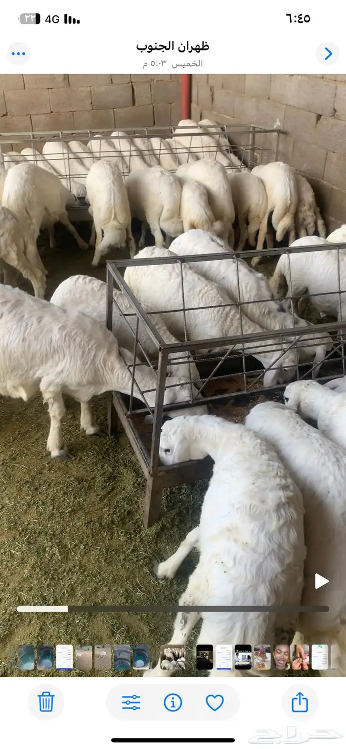 خرفان حري أسنانها من 3 اشهر الى5 اشهر العدد مايقارب70 راس 1