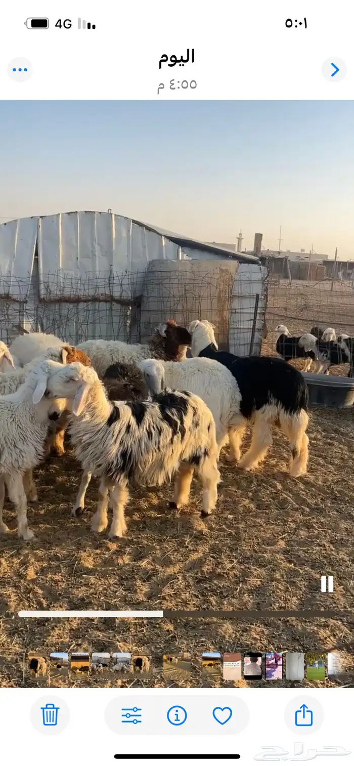 طليان للبيع 1