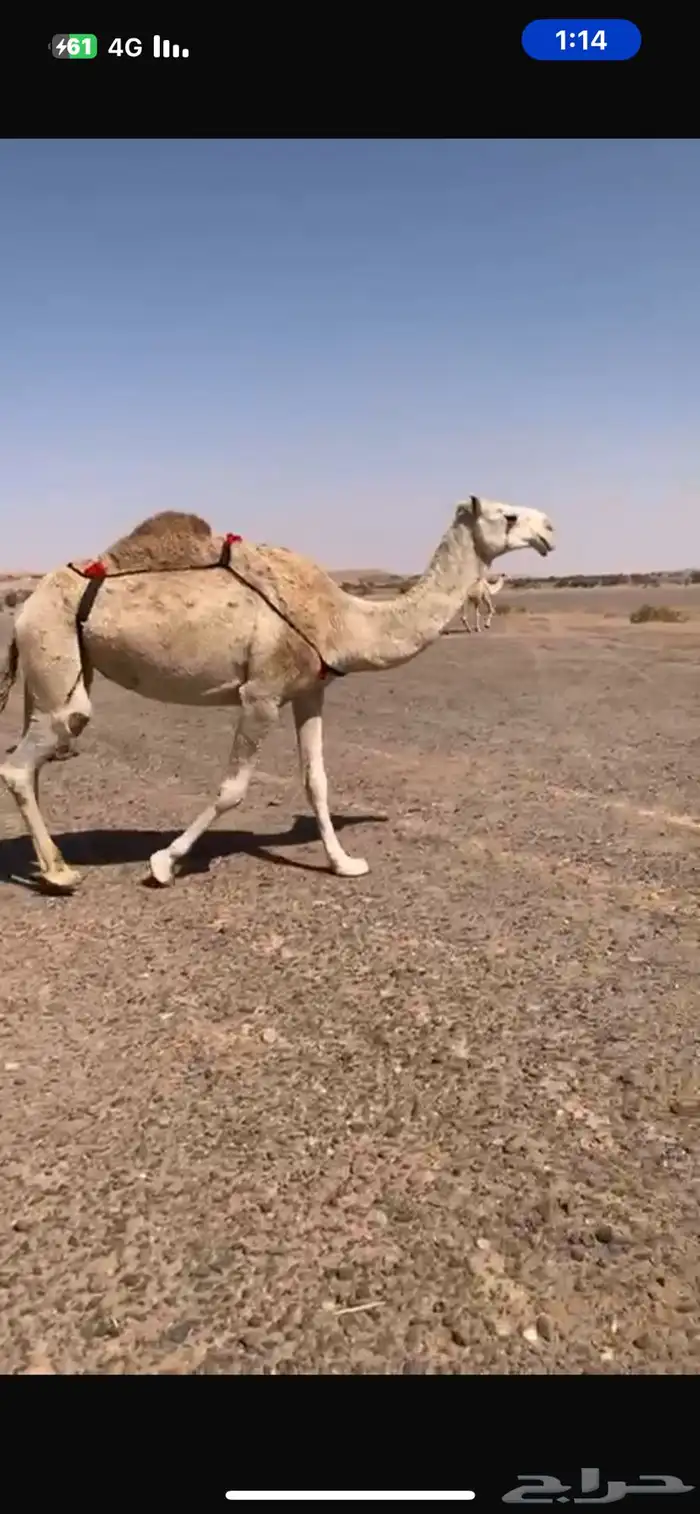 عشراء كفو منتج 3