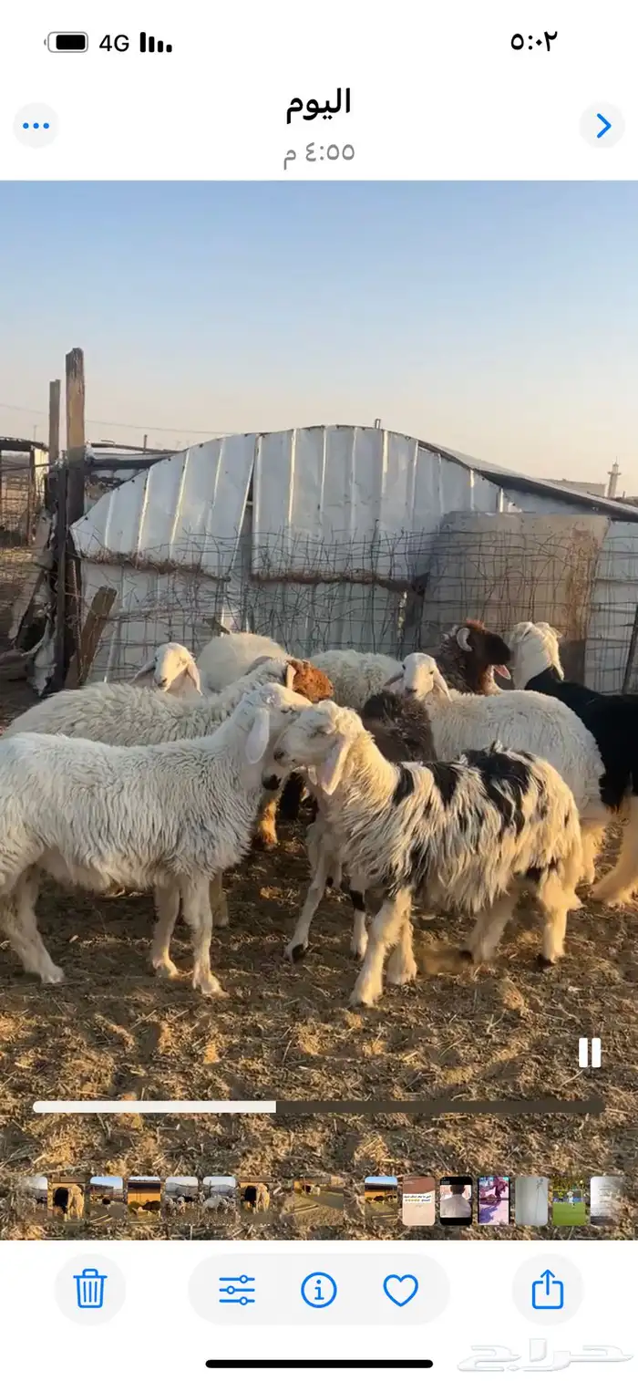 طليان للبيع 3