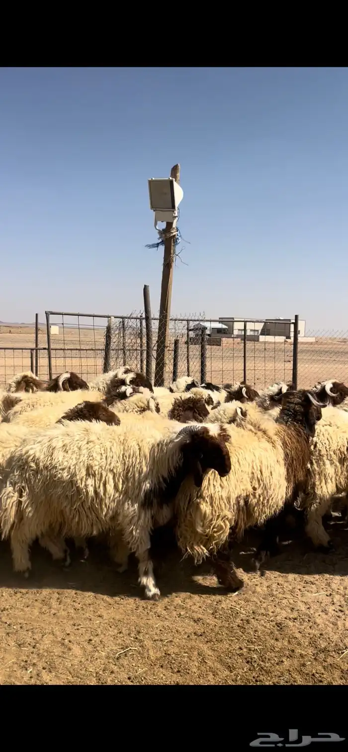 خرفان نعيم طيبه 1