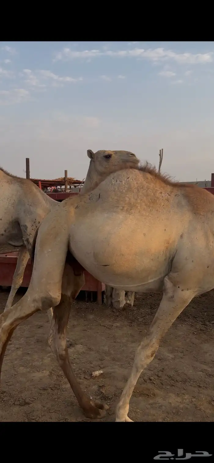 حشوان جمال قعدان 0