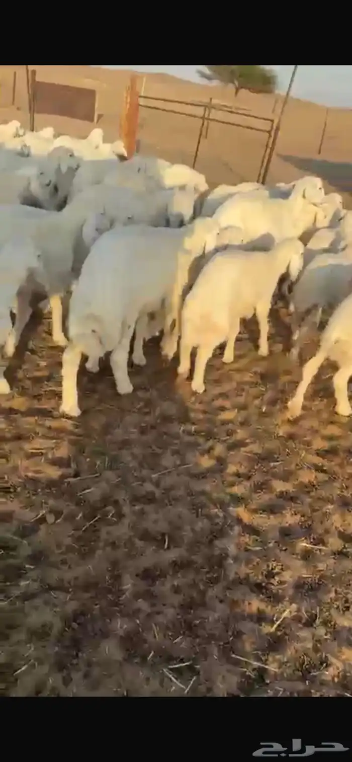 بهم ملكي شعره واطراف العدد 67 0