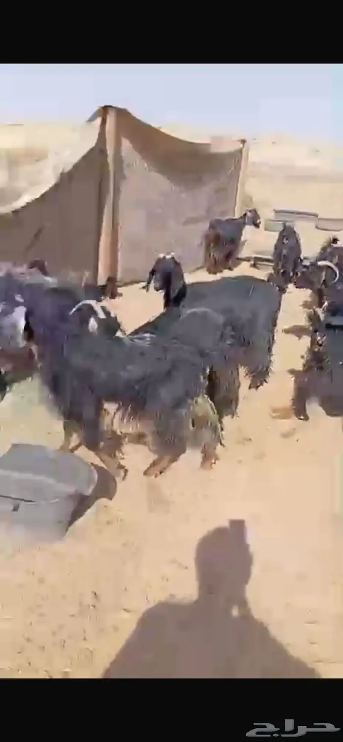 معزا للبيع 6