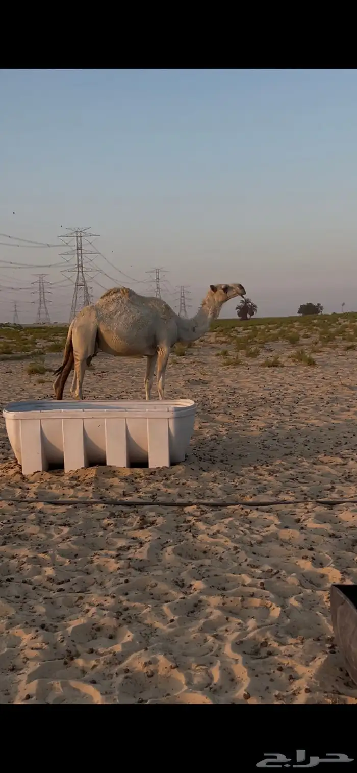 ناقه ضروبه للبيع 1